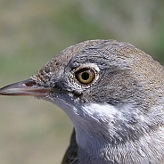 Törnsångare, Sundre 20110603